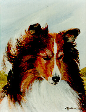 Shetland Sheepdog Dog 11x14 signed art PRINT RJK Sheltie Painting    