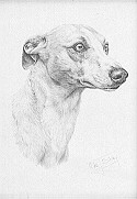 Whippet Art Prints Vic Bearcroft Gill Evans Jacqueline Stanhope Sue Driver
